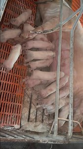 Newborn Piglets 🐷❤️ | So Cute!#pig #animals #shorts