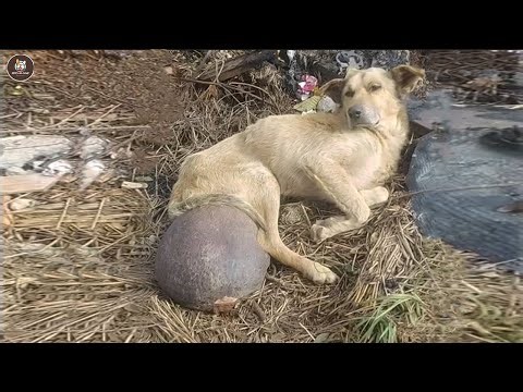 No one noticed his suffering, until the vet cried and revealed the truth