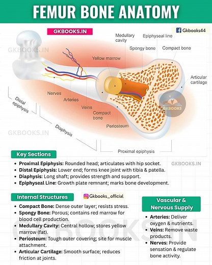 3.7K views · 40 reactions |  The femur is the longest and strongest...