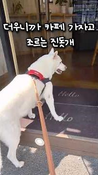 Jindo dog begging to go to a cafe because it's hot