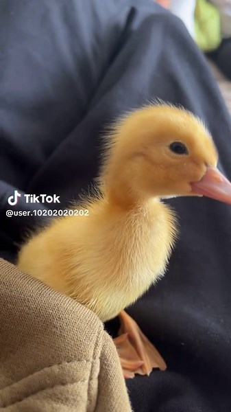 Adorable Baby Ducks: Cute Moments Everyone Loves