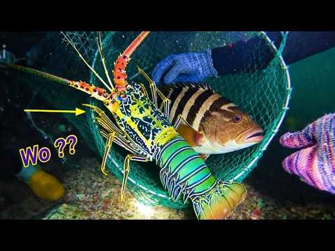 Bất Ngờ Bắt Được 2 Con Tôm Hùm To Nặng Và Hên Bắt Được Con Cá Mú Trân Châu