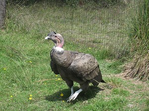 Ecuador: The National Day of the Condor