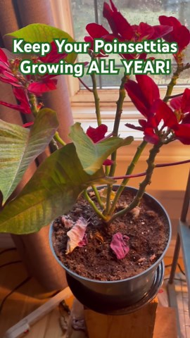 Keep Your Poinsettias Growing All Year — Simple Care Tips for Every Season