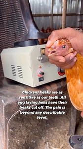 Nikita Singh on Instagram: "Do you know what chicks in poultry farms go through? The upper part of their beaks get cut off so they don’t harm other chicks when put in high stress environments their entire life. Although it’s a routine business, it’s not as trivial as clipping your nails. Now, why would they hurt other chicks? Because, overcrowding, forced-lighting and unnatural feeding causes a great deal of stress to the factory chickens. These otherwise peaceful birds start attacking and hurti