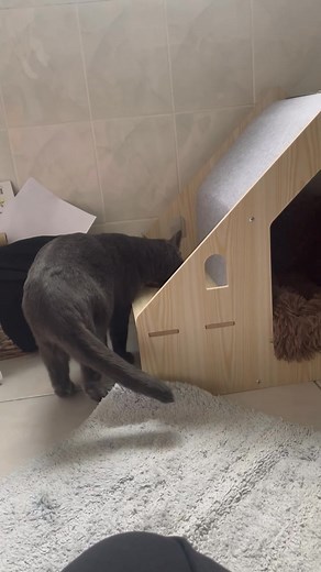 5.6K views · 70 reactions | Un grand merci aux adoptants de Blue qui avec beaucoup de patience l aide à se sentir en confiance et à vaincre sa peur de l humain, avec de l Amour et de la patience les progrès se manifestent, un exemple d adoption formidable pour cette famille qui a accepté de lui laisser sa chance d être aimée  chapeau bas!!!! | L’école du chat libre de Vallauris Golfe Juan | Facebook