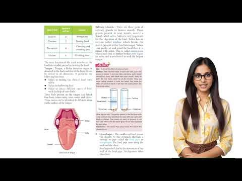 Science 7 Chapter 1 Food and Feeding; Animals and Humans | learning kids video | Future Star