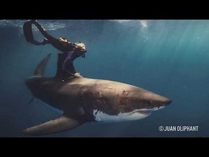 Ocean Ramsey: The Woman Protecting Great White Sharks - The Inertia