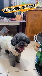 The puppy said eating must include meat and egg