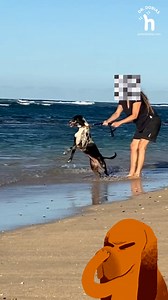 5K views · 129 reactions | This one was hard to watch, eventually, I approach the person in a "diplomatic" way and gave her an insight on how much damage collars can make. https://peterdobias.com/blogs/blog/dog-throat-injury-from-leash?_pos=11&_sid=52e72e1fd&_ss=r | Dr. Peter Dobias | Facebook