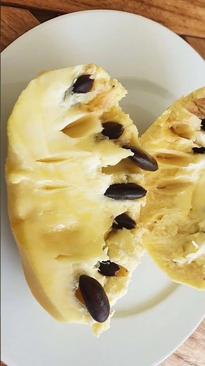 2024 Pawpaw Festivals - America’s NATIVE fruit tree - buy trees, taste fruit, how to grow Pawpaw