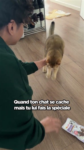 Quand ton chat se cache mais tu lui fais la spéciale