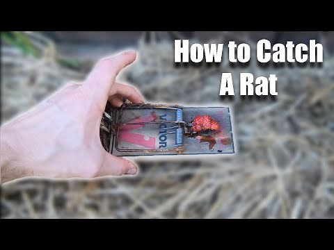 Rat Trap Hack: How to Keep the Rats From Stealing the Bait