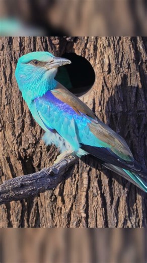 Loving European Roller Pair Feeding Nestlings🐦WildLife & Beyond #birds #nature #shortvideo #animals