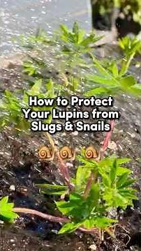How to Protect Lupins from Slugs & Snails