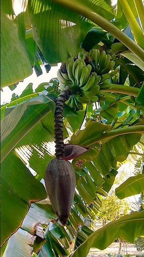 🍌How Do Bananas Grow? Each banana “tree” fruits only once, then dies. Amazing Flowering and Fruiting