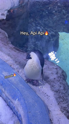 Khám Phá Thủy Cung Phú Quốc Cùng Bạn Penguin