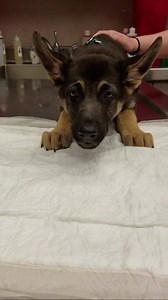 7.3M views · 53K shares | "Took our very mischievous puppy to the vet because he was acting weird.."  VCA Animal Hospitals | UNILAD | Facebook