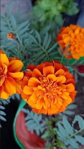 garden is my motivation|| #trending #viralshort #ytshorts #shorts #garden #gardening