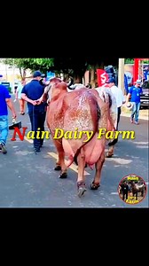 4.1K views · 186 reactions |  World Biggest Udder Gir Cow in Brazil | Nain Dairy Farm | Facebook