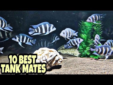10 Most Suitable Tank Mates For Frontosa Cichlid