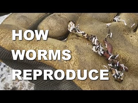 How do Worms Reproduce?
