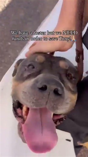 Tony needs urgent surgery for a spleen mass. $4,000 needed. Foster care's ready. Help save his life!