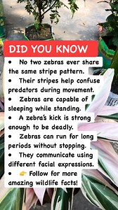 4.7K views · 30 reactions | Zebra Facts That Are Way More Interesting Than You Think 煉勞#ZebraFacts #Wildlife #AnimalTruths | Riddle & Puzzle | Facebook