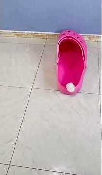 Perro más pequeño del mundo (mini chihuahuas)