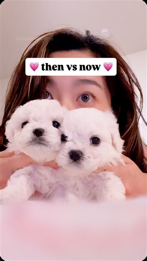 THE BICHON BABIES ☁️🤍🎀 on Instagram: "raising these fluffy, feisty puppies and watching them grow has been the gift of a lifetime. 💓 so grateful for how big our bichon family has become! thank you to everyone for watching all of our updates, whether you’re new or have been here since our first video! I’m putting together a compilation video of their best moments for the new year so stay tuned 😙 #bichon #dogsofinstagram #puppygrowth #puppyfamily #bichonpuppy"