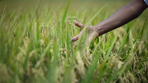 فيديوهات أنشأها ❤️💙💛Md Jakir Khan ❤️💙💛 (@forsage.io5240) باستخدام original sound - ❤️💙💛Md Jakir Khan ❤️💙💛