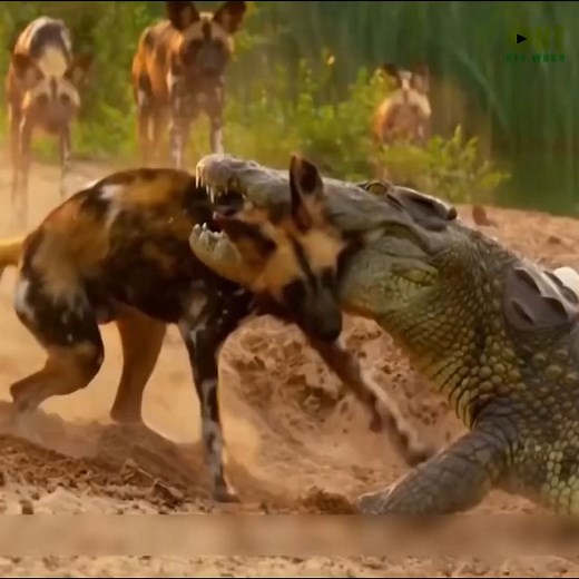 Reseña del mundo animal 76 | El mundo animal