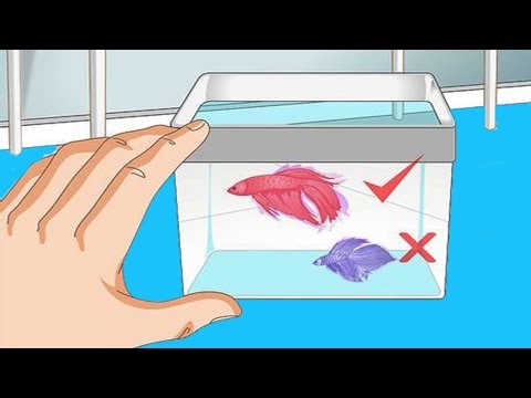How To Train a Fish