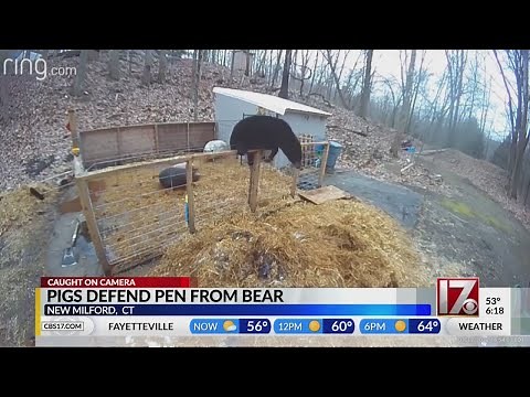 Pigs fight off bear, save their home