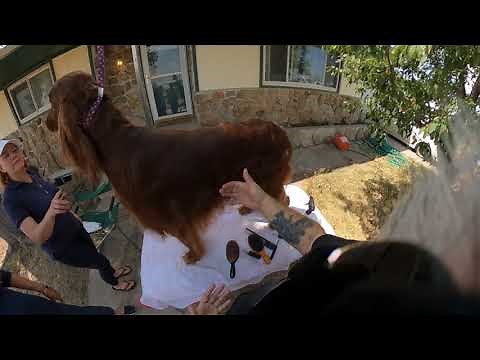 Show Grooming Irish Setters with Eric Salas