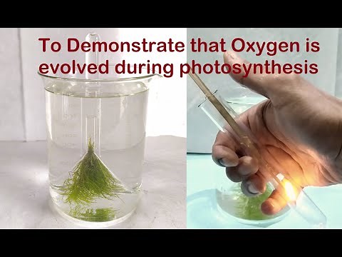 Oxygen is liberated during Photosynthesis Practical Experiment