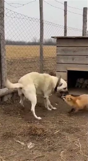 An unfiltered, real fight between a mother dog and a wild fox