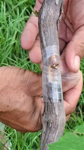 Grapevine grafting Techniques.!