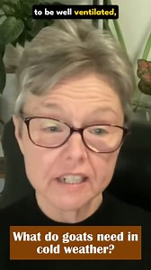 As temperatures start to drop, goat owners frequently reach out, asking what their goats need to stay warm during the cold weather. | Thrifty Homesteader