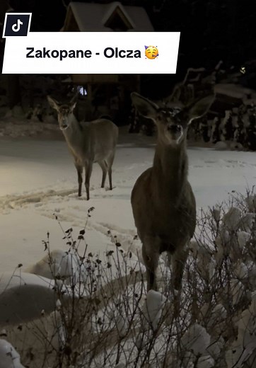 Sylwestrowa noc w Zakopanem: magia Tatr