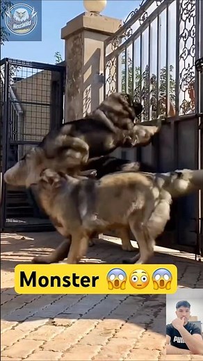 Caucasian Shepherd vs Wolf: Who Wins? (Real Footage) 🐺 vs 🐕