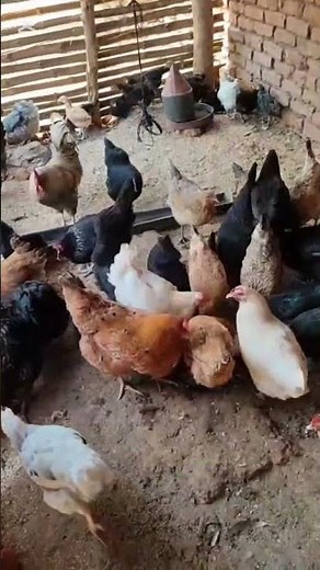 Feeding local chickens in malawi