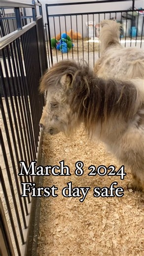 Sophies 3 monthish Glow Up. (Pregnancy update in a post coming soon) Sophie has been the most emotionally shut down resident we have ever taken in. Physically, she arrived emaciated, with horrible feet, half blind, full of parasites, and more (including somehow carrying a pregnancy). Beyond all of the physical issues, her emotional ones ran deep. Physical issues can be fixed. A good diet, supplements, medications and deworming are relatively easy to provide. Healing almost 2 decades of emotional