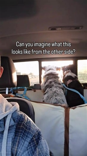 Pups Excited to Greet Passing Cars
