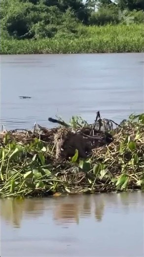 What Happens When Jaguar Meets Caiman #wildlifeencounter #animalattack #viral