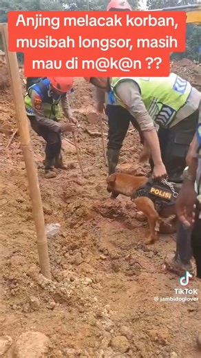 Animal Stories Indonesia on Instagram: "Reno, Anjing K9 yang Mati karena Kelelahan Ini bukan sekadar kasus. Ini alarm keras. K9 bukan mesin — mereka hidup, bernapas, dan punya batas fisik. Dalam SOP K9 untuk SAR di Indonesia (dengan acuan Basarnas & INSARAG), tidak ada radius pencarian yang baku, karena area pencarian selalu bergantung medan, cuaca, arah angin, dan pembagian sektor. Namun ada satu aturan yang jelas dan tidak boleh dilanggar: Batas Waktu Kerja K9 dalam Pencarian Korban • Maksimal