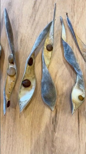 Growing Wisteria From Seed - Part One
