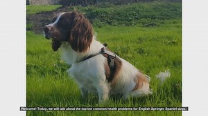 Top 10 Common Health Problems in English Springer Spaniels
