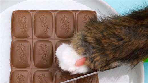 Testing Magic Tricks with a Cat-tastic Twist!