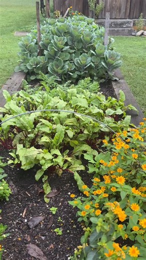 Presale open this week! Get on the notification list. How did I know...